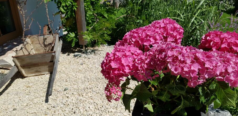 Blütenpracht bei Familie Bader