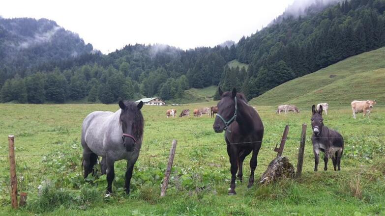 Pferde und Esel