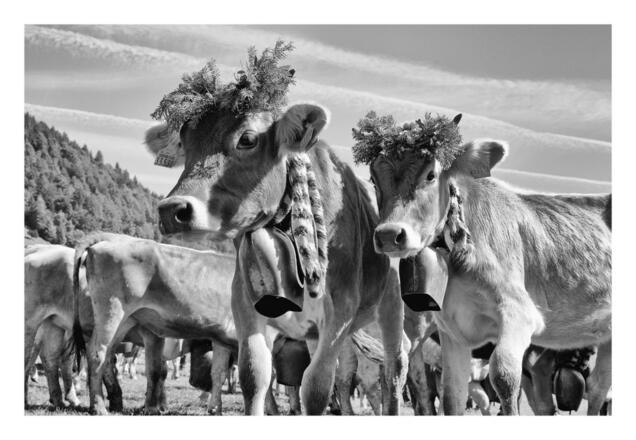 Viehscheid in Balderschwang