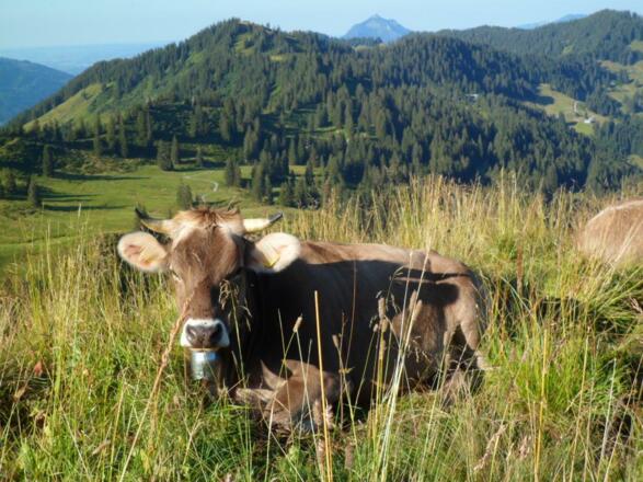 Auf der Alpe