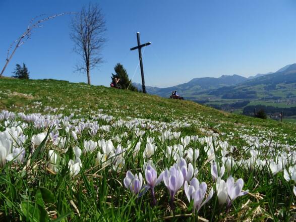 Sonderdorfer Kreuz - Krokusblüte