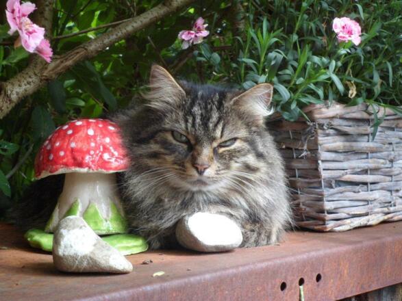 Unsere Katze &quot;Hexi&quot;