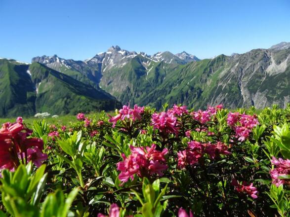 Alpenrosenblüte