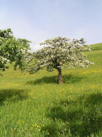 Obstbaumblüte