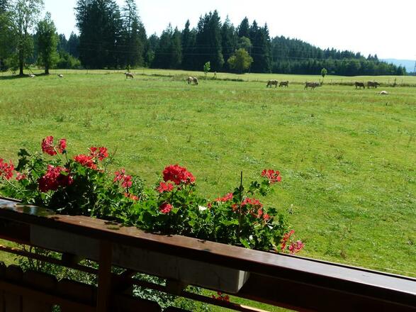 Blick vom Balkon