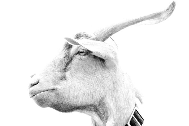 und Ziegen in Balderschwang