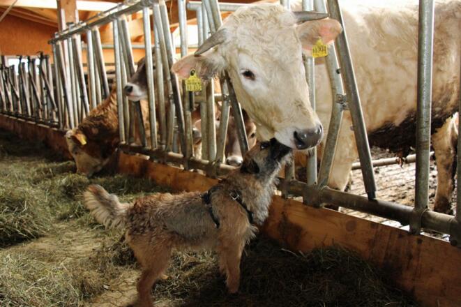 Sind Sie an Infos über Mutterkühe interessiert??