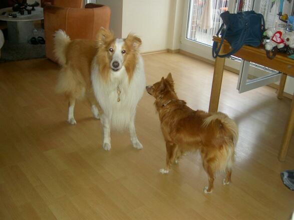 Nico lernt so viele neue Freunde kennen