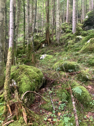 Waldboden am Barfußweg im Echerntal in Hallstatt