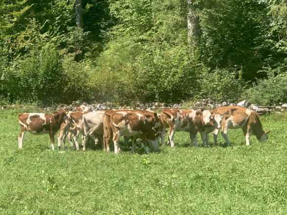 Vieh auf der Wiese im Echerntal