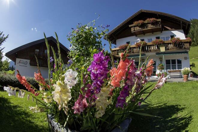 Unsere Blumenpracht im Sommer