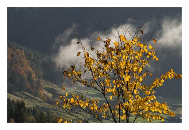 der Monat Oktober ist eine Mischung aus gold-grün