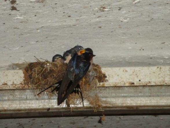 hungrige Schwalbenkinder