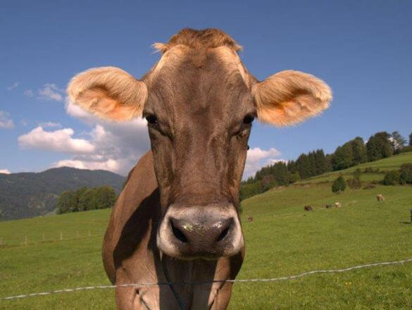 Allgäuer Kuh
