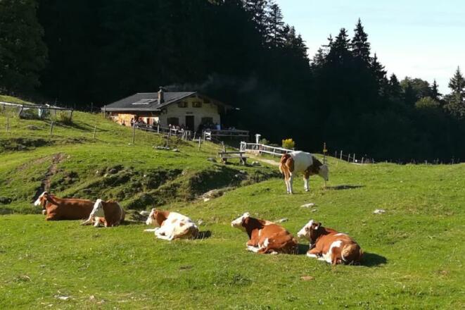 Staudacher Alm © Chiemsee-Alpenland Tourismus