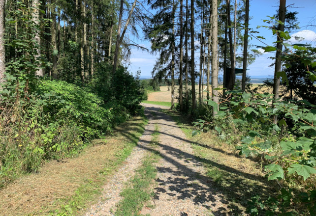 Im Banzer Wald