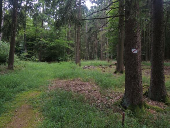 Die Wegweiser geben uns im Wald Orientierung.