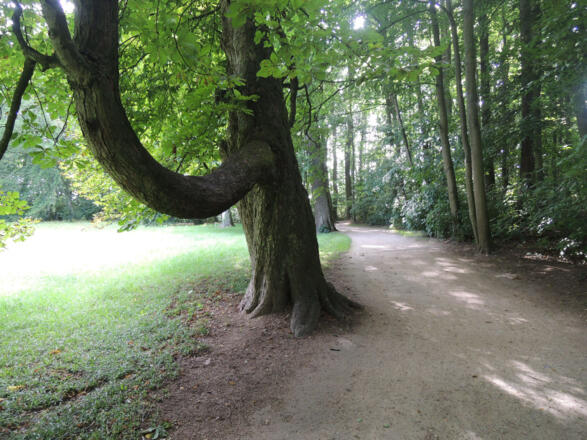 Wir gehen am Waldrand entlang durch den Schlosspark Rosenau.