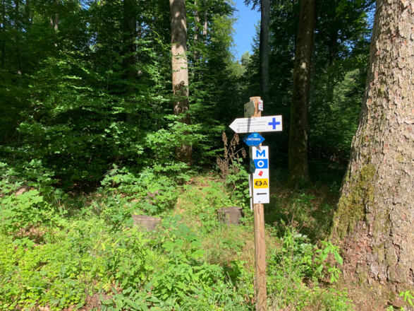Markierung des Planetenwegs (weißer Kreis auf blauem Grund) im Banzer Wald
