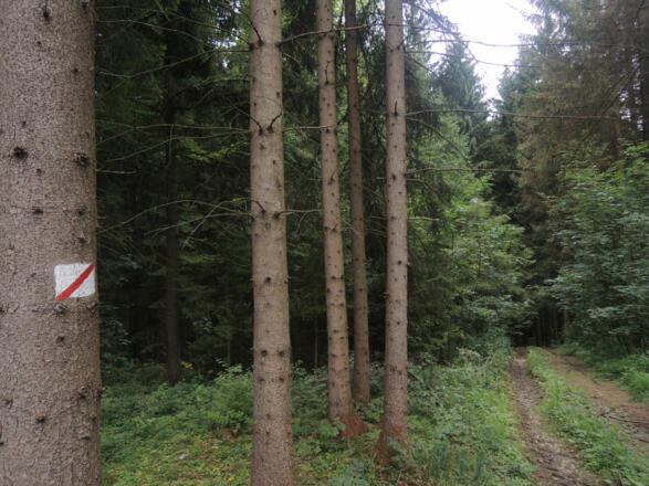 Der Wegweiser zeigt uns den richtigen Weg.
