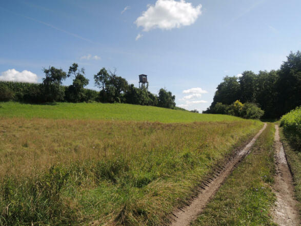 Wir wandern auf dem Feldweg nach Stöppach.