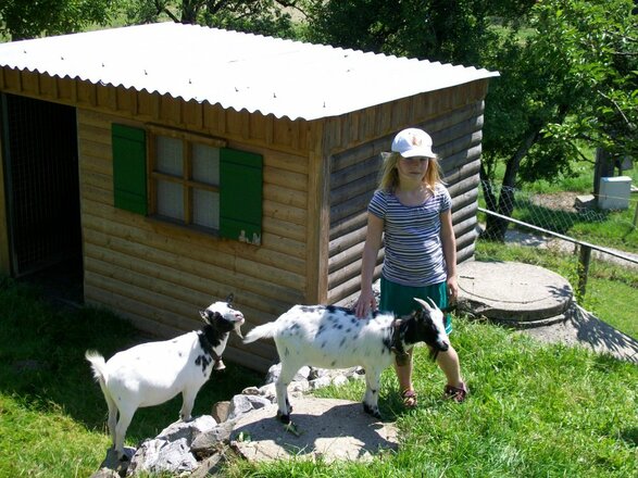 Unsere Ziegen
