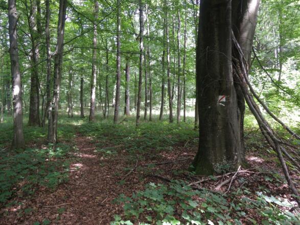 Der Wegweiser zeigt uns den Weg nach Rottenbach.