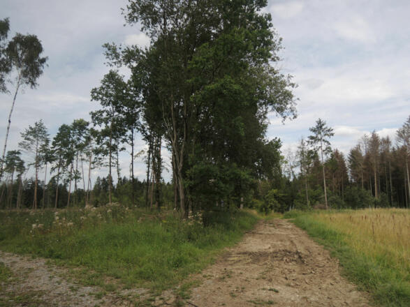 Der Weg führt uns von der Alexandrinenhütte in Richtung Rottenbach.