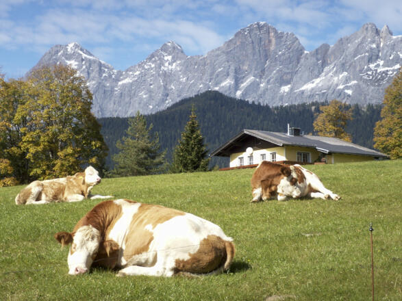 Dachstein von der Ramsau gesehen. Z14