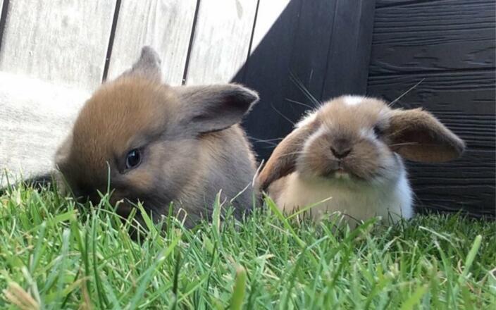 Unsere kleine Schlappohren