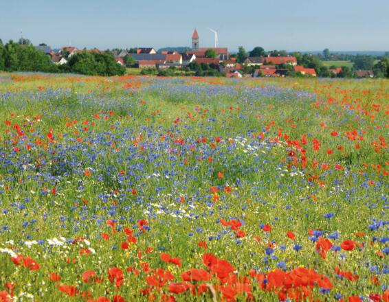 Segringen, Foto: Ingrid Wenzel