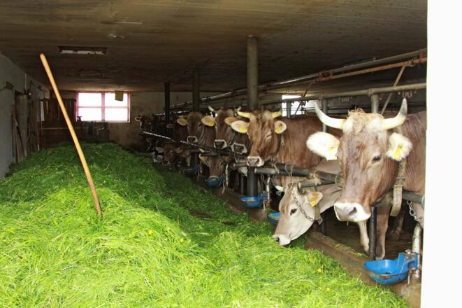 Kühe im Stall