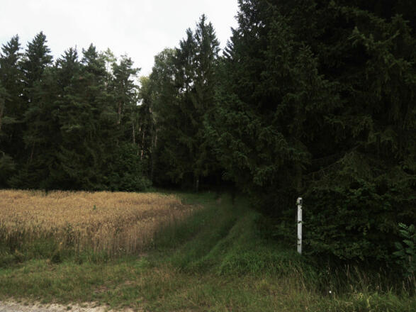 Der Weg führt uns in den Wald hinein.