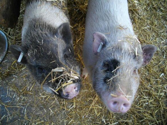 Unsere Glücksschweine