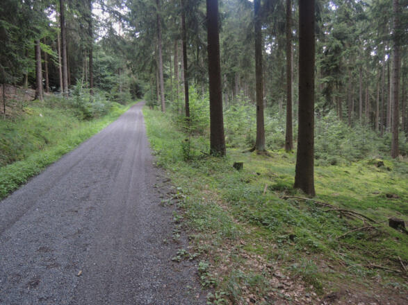 Auf dem Waldweg zur Göritzenquelle