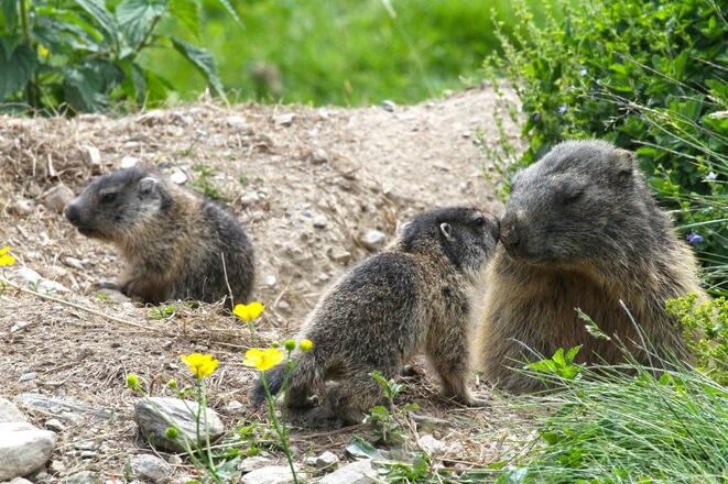 Murmeltiere bei der Pichlalm