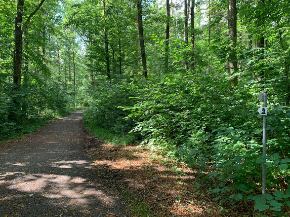 Wanderweg am Goldberg