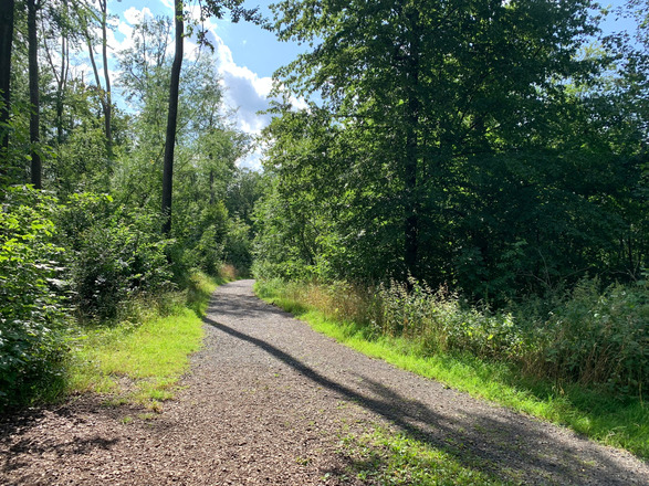 Sonniger Wanderweg am Goldberg
