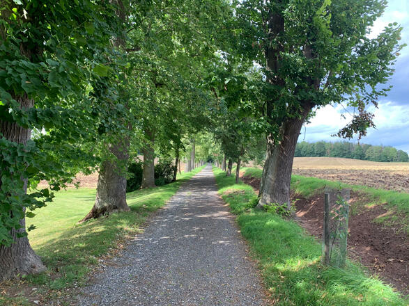 Allee hinauf zum Goldberg