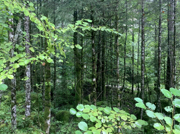 Am Fuße der Hirlatzwand am Weg zum Waldbachursprung