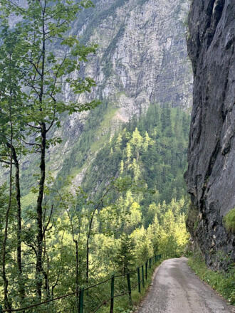 Forststraße in der Mitterwand im Echerntal von Hallstatt