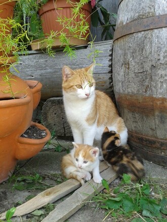 Unser &quot;Käterle&quot; mit ihren Jungen