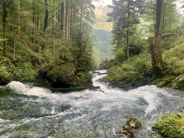 Der Waldbach kurz nach seinem Ursprung