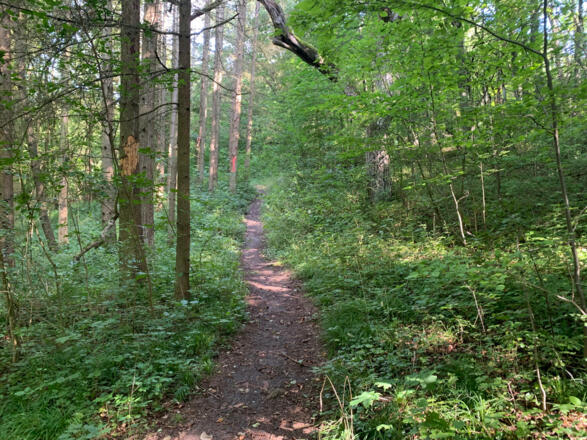 Waldweg hinauf zur Lauterburg
