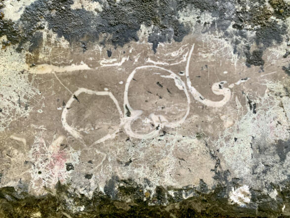 Querschnitte von Kuhtrittmuscheln, Megalodonten, bei der Koppenbrüllerhöhle