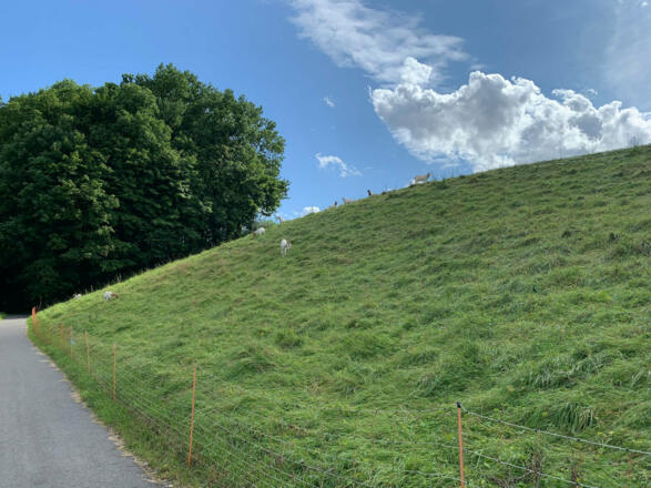 Feld bei Oberwohlsbach