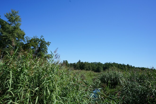 Simssee Moos