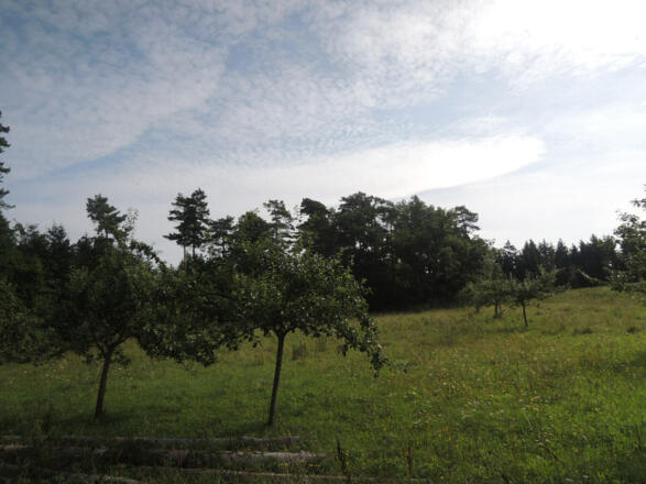 Am Waldrand erstrecken sich einige Apfelbäume.