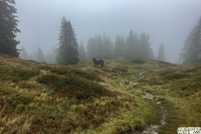 Schwarzes Pferd beim Weiden im Nebel - mystische Stimmung auf der Almenrunde.