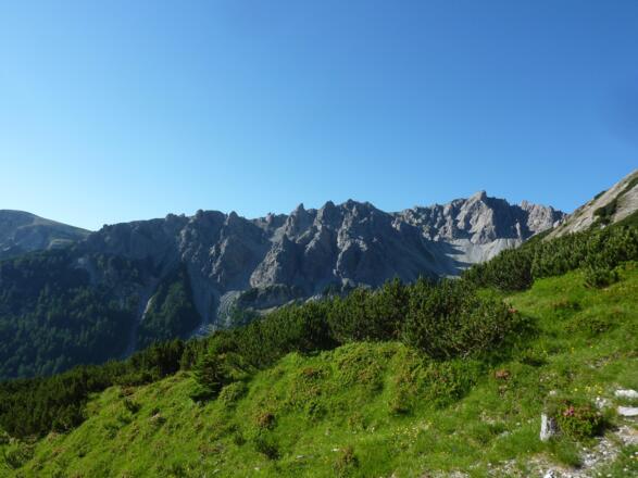 Latschen am Wegesrand